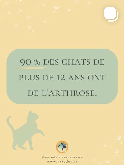 Publication sur l’arthrose du chat âgé