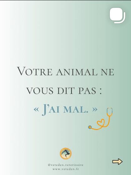 Carrousel sur la douleur chez l’animal