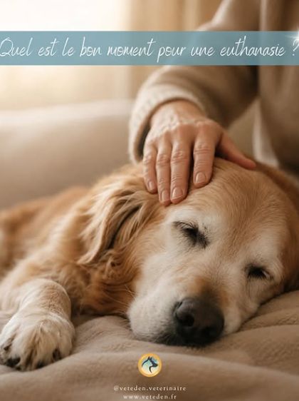 Reel sur le bon moment pour une euthanasie